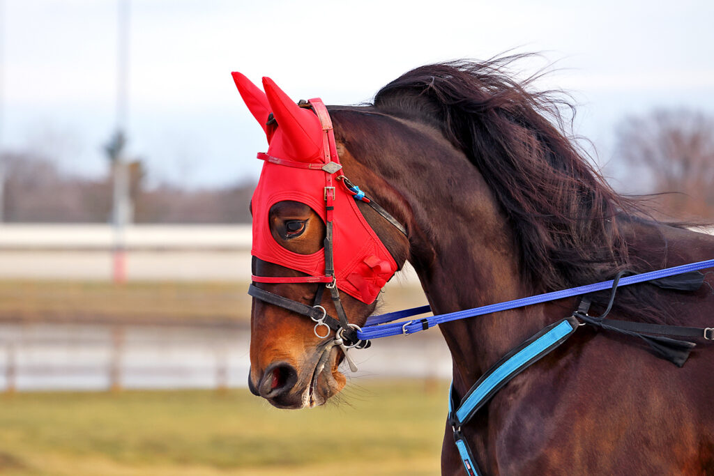 Horse wearing red hood
