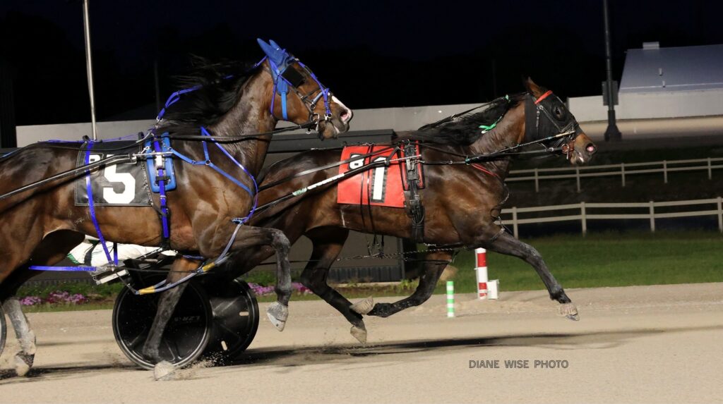 two horses harness racing