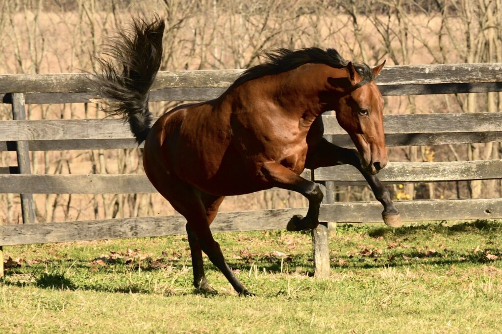 brown horse