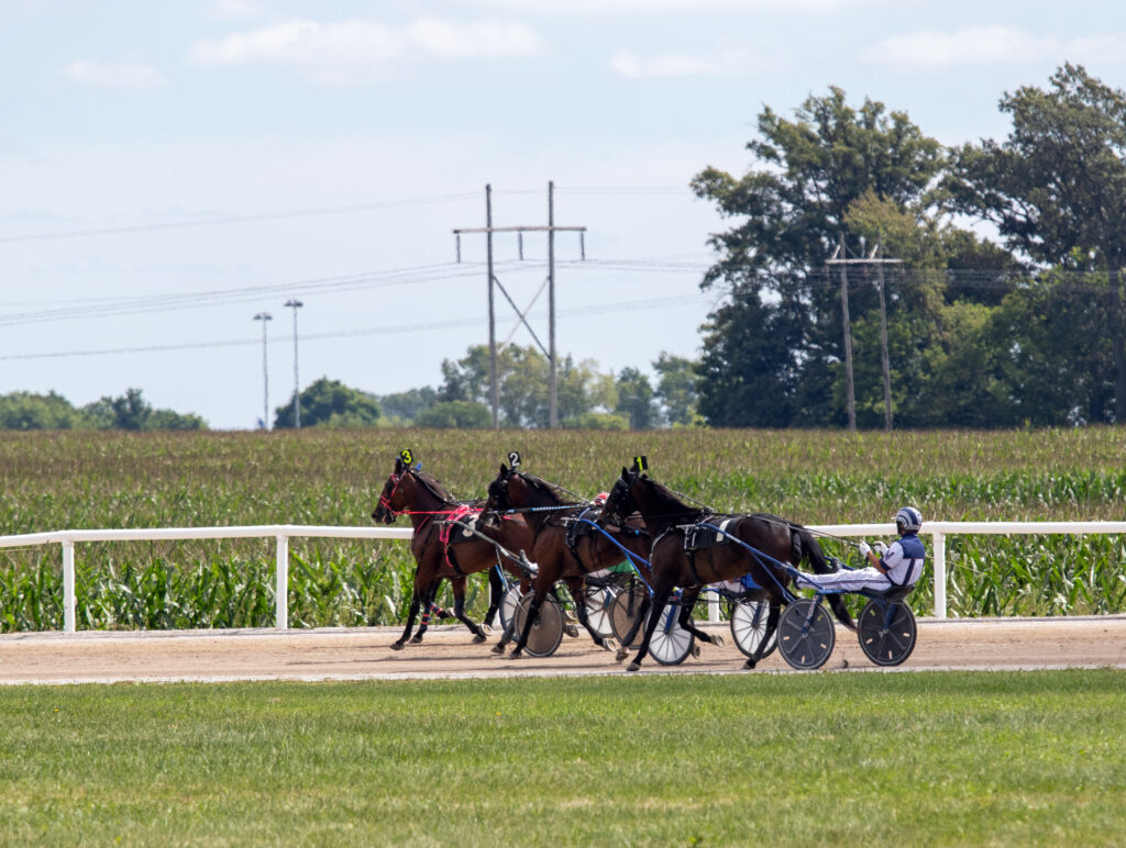 horses racing near cornfield