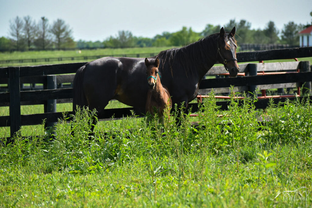 horse in pasture