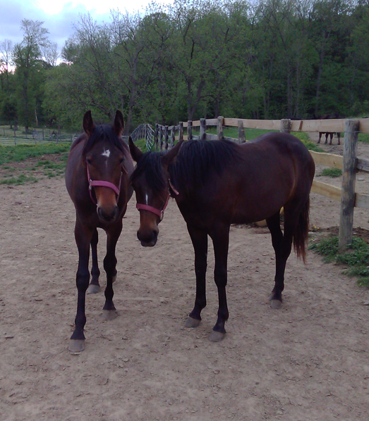 Prince Hal Hanover jumps into Top 10